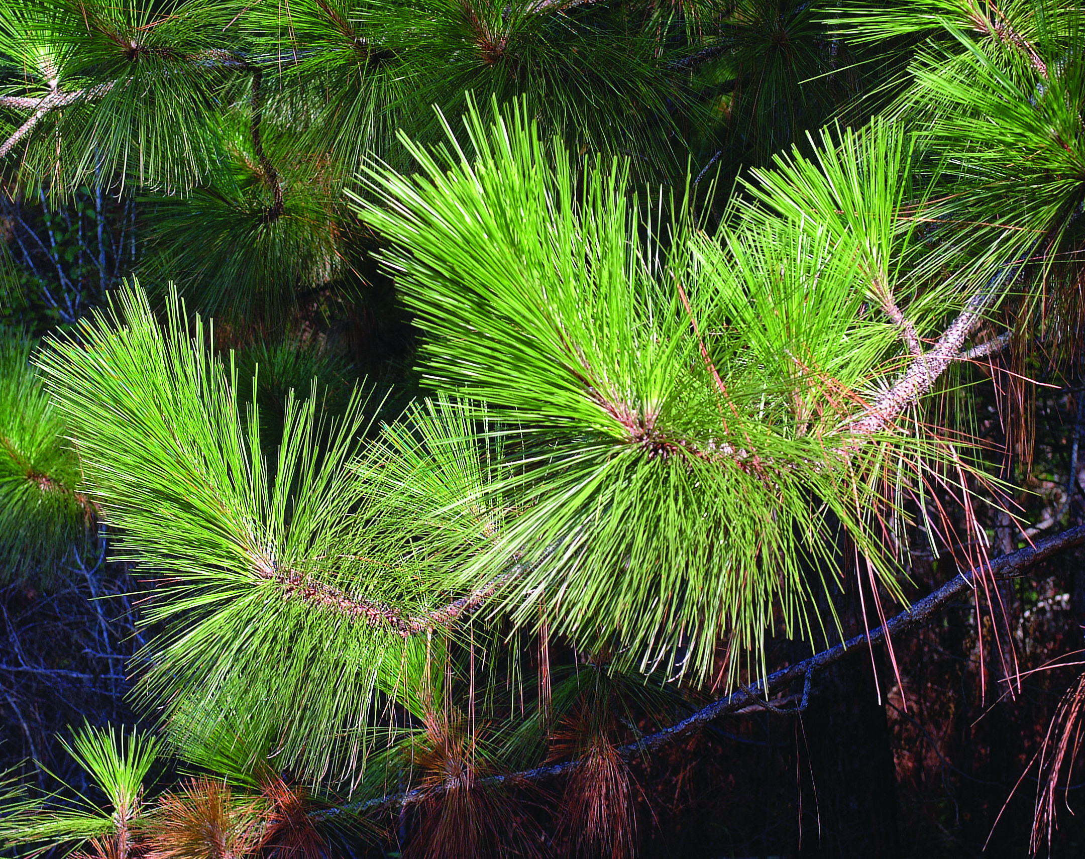 pine up closejpg